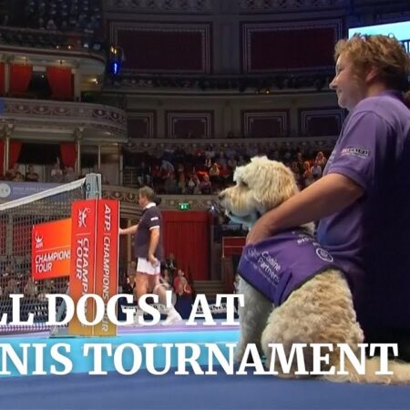 From Stray to Star: The Canine Champion of the Los Cabos Tennis Tournament