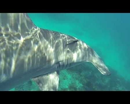 A Caribbean Calamity: Eleonora Boi’s Unforgettable Shark Encounter
